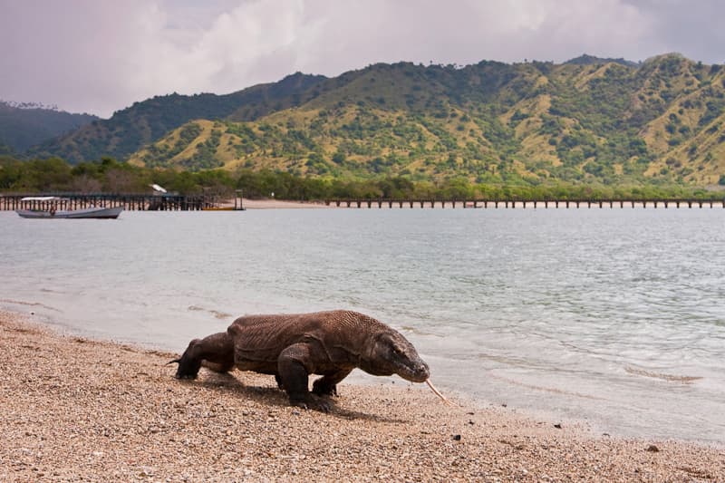 Komodo National Park — Indonesia